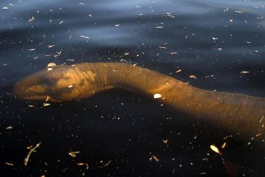 Loch Ness Monster: The Ultimate Experiment